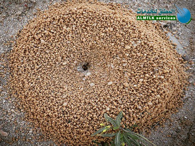 اسباب مكافحة النمل بالرياض