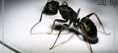 تفسير النمل الأسود في المنام 