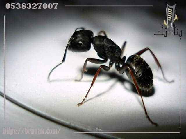 تفسير النمل الأسود في المنام 